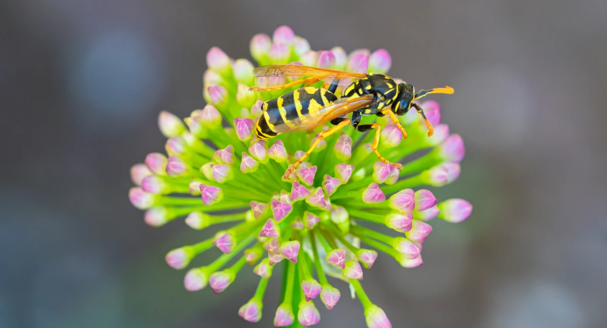 A yellowjacket wasp perched on a cluster of pink and green flower buds