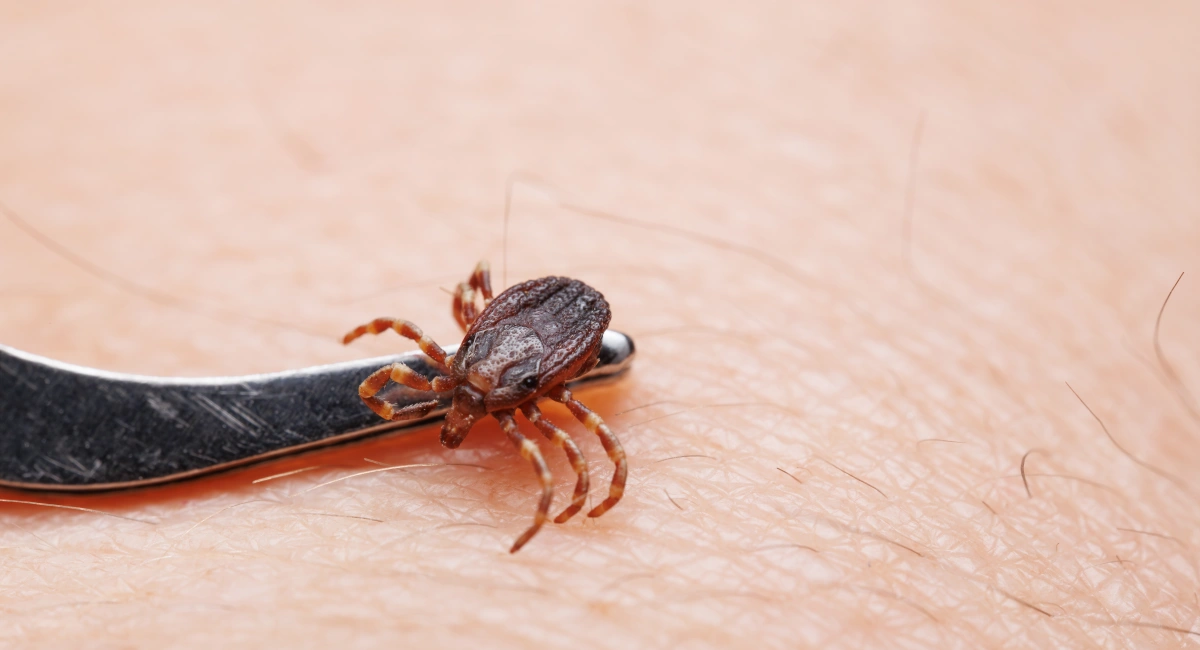A tick crawling over a metal tool on human skin