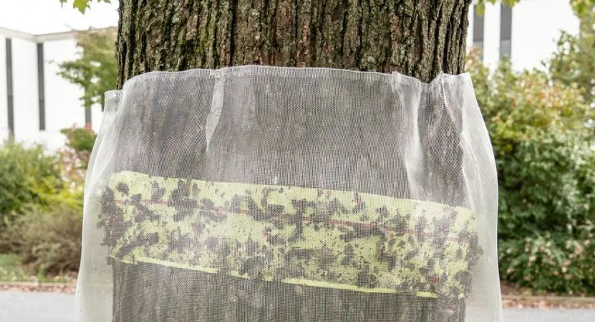 Protecting tree from spotted lanternflies