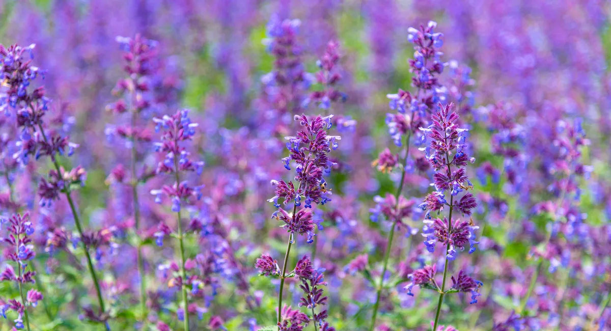 Catnip